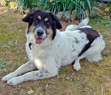 AMY, Hund, Mischlingshund in Griechenland - Bild 6