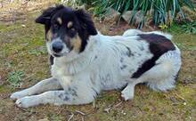 AMY, Hund, Mischlingshund in Griechenland - Bild 7