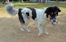 AMY, Hund, Mischlingshund in Griechenland - Bild 8