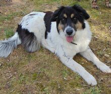 AMY, Hund, Mischlingshund in Griechenland - Bild 9