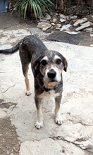 GRINU, Hund, Mischlingshund in Sandhausen