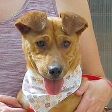 MEXX, Hund, Mischlingshund in Spanien