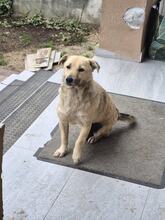 LANI, Hund, Mischlingshund in Kassel - Bild 10