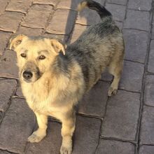 LANI, Hund, Mischlingshund in Kassel - Bild 11