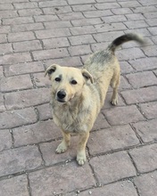 LANI, Hund, Mischlingshund in Kassel - Bild 3