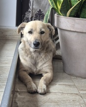 LANI, Hund, Mischlingshund in Kassel - Bild 4