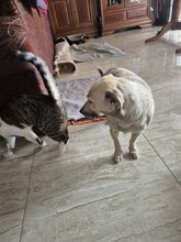 LANI, Hund, Mischlingshund in Kassel - Bild 7