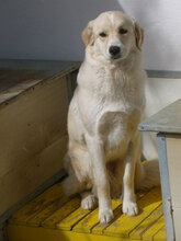 OLIMPIA, Hund, Mischlingshund in Bulgarien - Bild 10