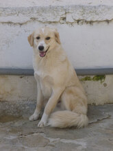 OLIMPIA, Hund, Mischlingshund in Bulgarien - Bild 11