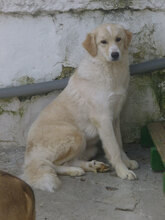 OLIMPIA, Hund, Mischlingshund in Bulgarien - Bild 12