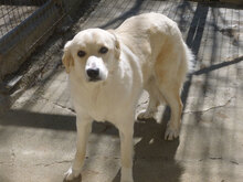 OLIMPIA, Hund, Mischlingshund in Bulgarien - Bild 13