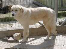 OLIMPIA, Hund, Mischlingshund in Bulgarien - Bild 14