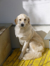 OLIMPIA, Hund, Mischlingshund in Bulgarien - Bild 9