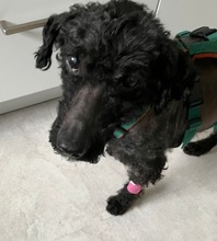 BONGO, Hund, Mischlingshund in Glücksburg - Bild 1