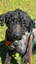 BONGO, Hund, Mischlingshund in Glücksburg - Bild 2