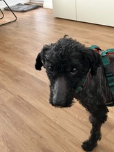 BONGO, Hund, Mischlingshund in Glücksburg - Bild 3