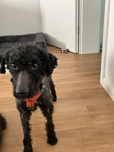 BONGO, Hund, Mischlingshund in Glücksburg - Bild 4