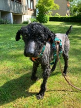 BONGO, Hund, Mischlingshund in Glücksburg - Bild 5