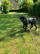 BONGO, Hund, Mischlingshund in Glücksburg - Bild 6