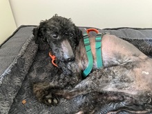 BONGO, Hund, Mischlingshund in Glücksburg - Bild 7