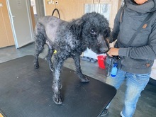 BONGO, Hund, Mischlingshund in Glücksburg - Bild 8