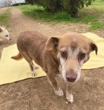 SOUSOU, Hund, Mischlingshund in Hürth - Bild 10
