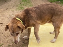 SOUSOU, Hund, Mischlingshund in Hürth - Bild 11