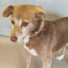 SOUSOU, Hund, Mischlingshund in Hürth - Bild 2