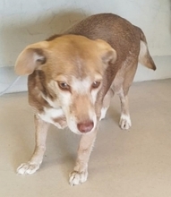 SOUSOU, Hund, Mischlingshund in Hürth - Bild 3
