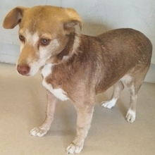 SOUSOU, Hund, Mischlingshund in Hürth - Bild 4