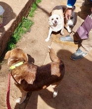 SOUSOU, Hund, Mischlingshund in Hürth - Bild 5