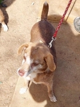 SOUSOU, Hund, Mischlingshund in Hürth - Bild 6