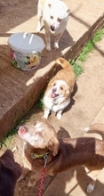 SOUSOU, Hund, Mischlingshund in Hürth - Bild 9