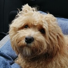 MIKI, Hund, Maltipoo in Waldkirch - Bild 1