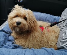 MIKI, Hund, Maltipoo in Waldkirch - Bild 2
