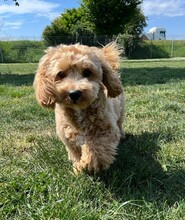 MIKI, Hund, Maltipoo in Waldkirch - Bild 3
