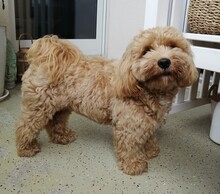 MIKI, Hund, Maltipoo in Waldkirch - Bild 4