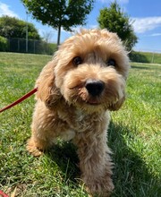 MIKI, Hund, Maltipoo in Waldkirch - Bild 5