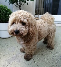 MIKI, Hund, Maltipoo in Waldkirch - Bild 6