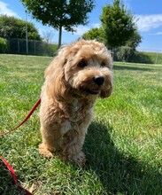 MIKI, Hund, Maltipoo in Waldkirch - Bild 7