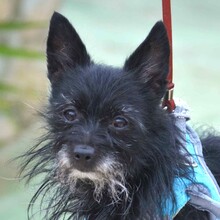 WILY, Hund, Mischlingshund in Lützen - Bild 1