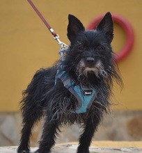 WILY, Hund, Mischlingshund in Lützen - Bild 2