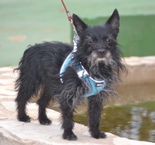 WILY, Hund, Mischlingshund in Lützen - Bild 3