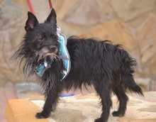 WILY, Hund, Mischlingshund in Lützen - Bild 6