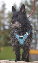 WILY, Hund, Mischlingshund in Lützen - Bild 7
