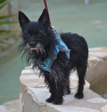 WILY, Hund, Mischlingshund in Lützen - Bild 8
