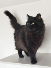 CAIN, Katze, Norwegische-Waldkatze Mix in Spanien