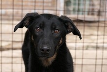 BENJI, Hund, Mischlingshund in Rumänien