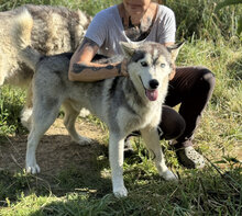 NIROV, Hund, Siberian Husky in Marsberg