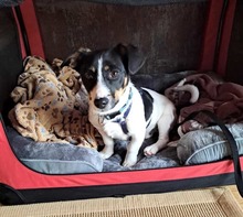 SNOOPY, Hund, Mischlingshund in Rhauderfehn - Bild 14